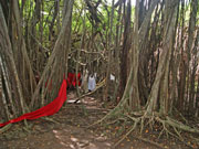 Excursion-arbre-sacre-p